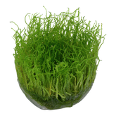 003 TC 爪哇莫斯 Taxiphyllum barbieri 'Bogor Moss'